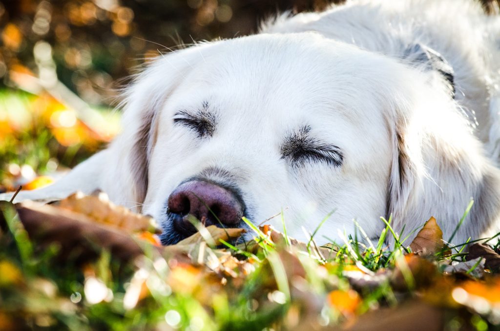 gastroesophageal reflux disease in dog