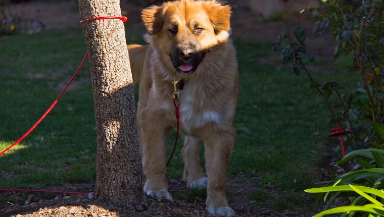 A Golden shepherd breed been tied to the tree