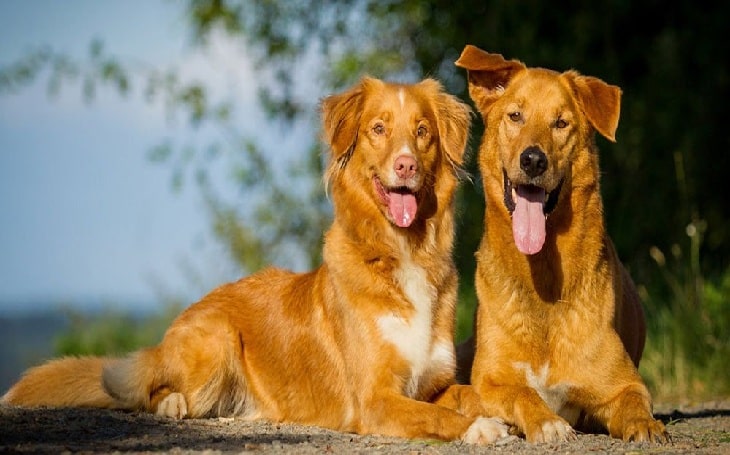 Two German shepherd mix breed siting together