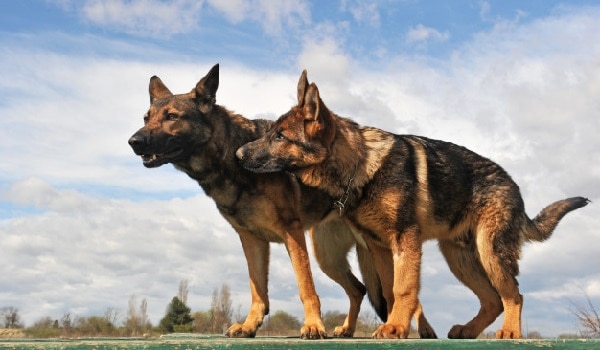 Caring for German shepherd dogs on heat