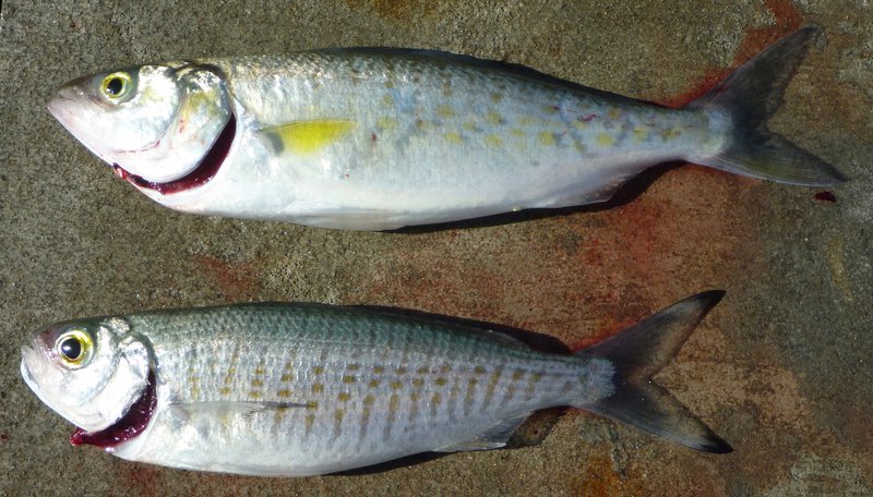 Image of Australian herring that are dead