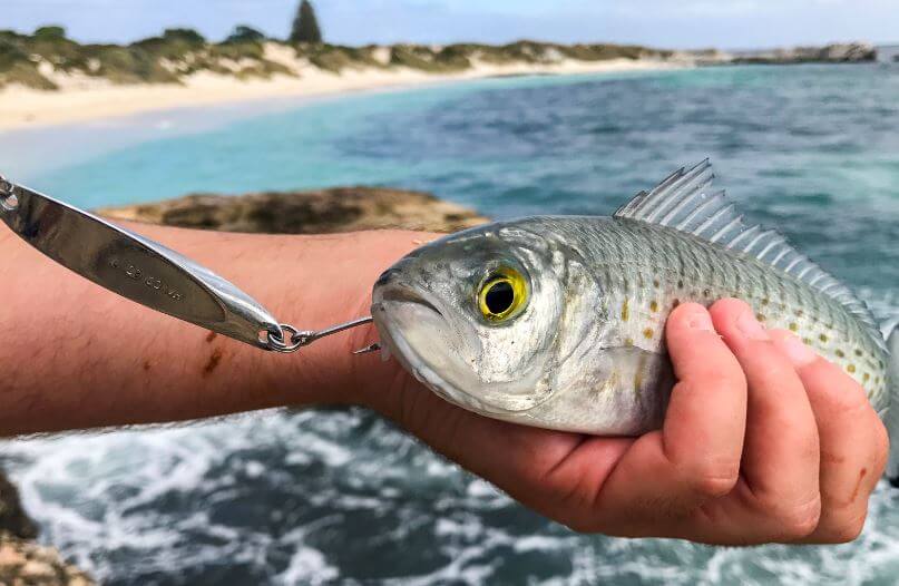 Australian herring fish being caught with hook