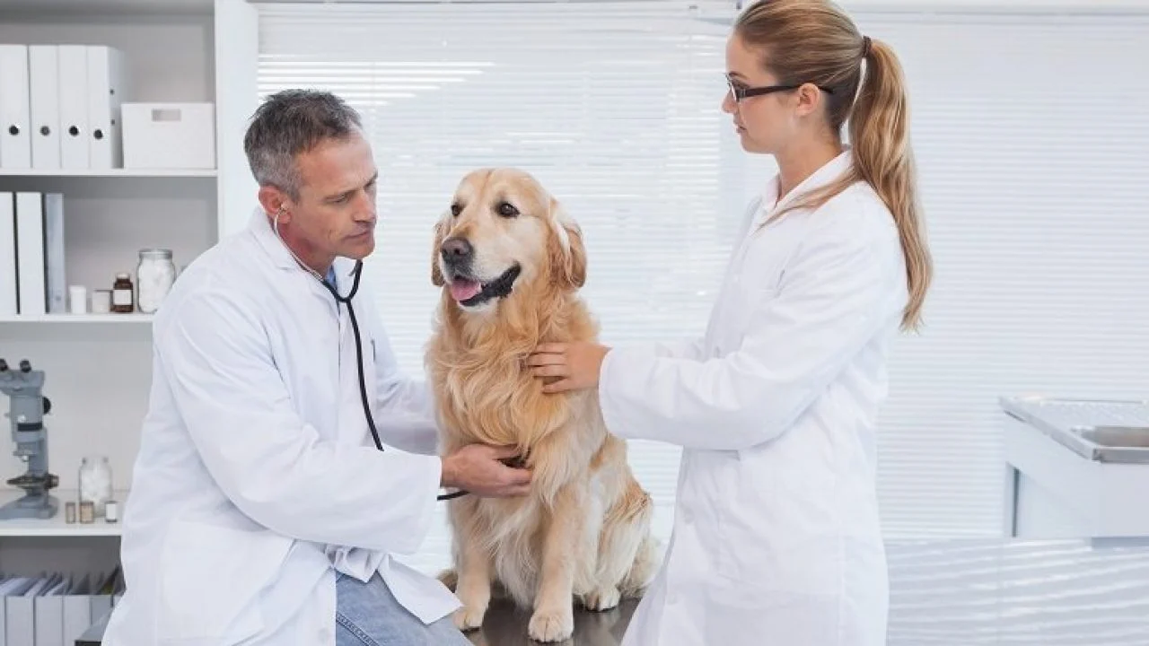 Vet doctors attending to a dog with irregular heartbeat