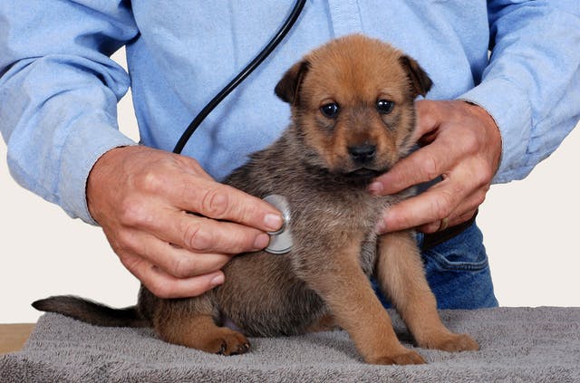 Checking for irregular heartbeat in a smallpuppy