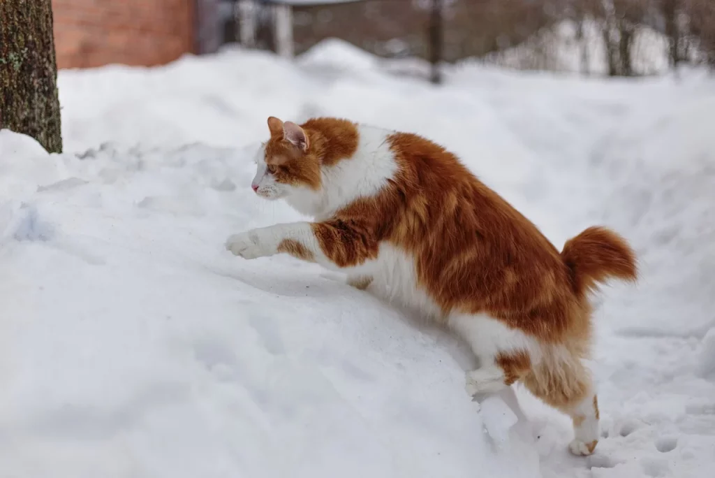 The kurilian Bobtail cat walking in the snow