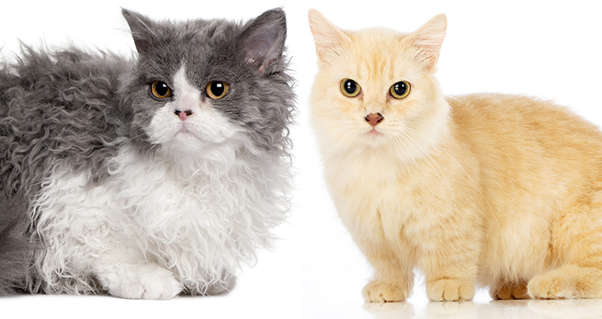 Lambkin cat breed with the two types of coat