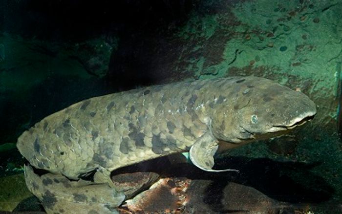 A species of Australian lungfish in its territory