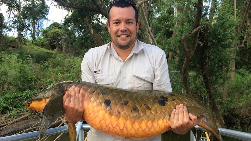A man holding Australian lungfish
