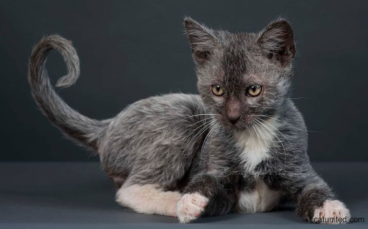 The lykoi cat breed sitting down