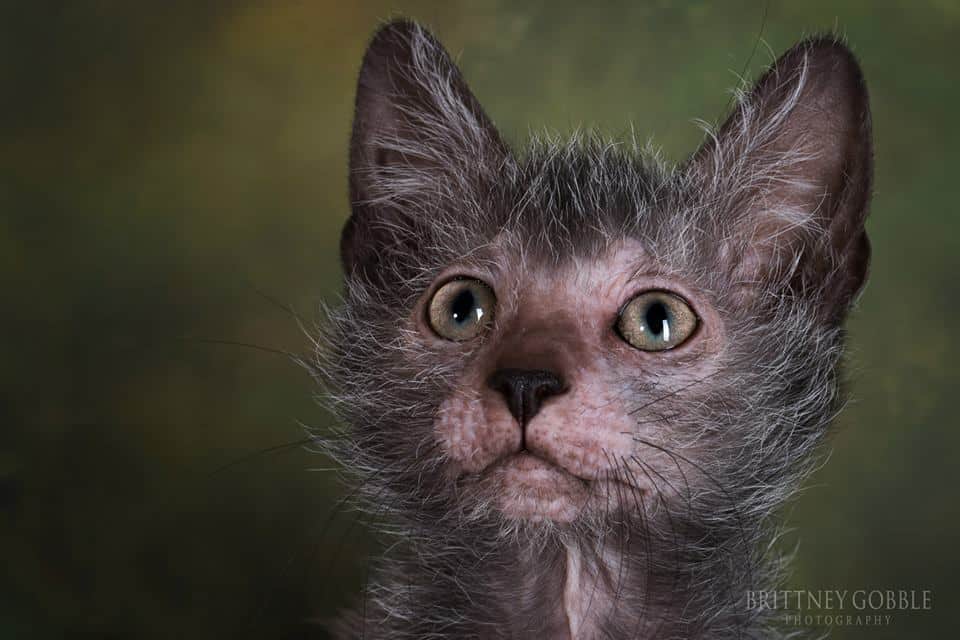 Lykoi cat breed Head image