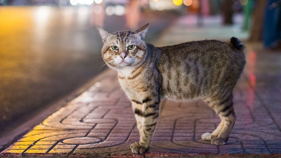 A manx cat standing on a tile a night
