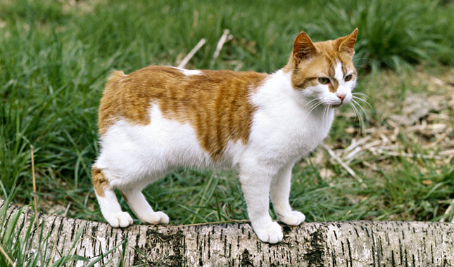 Manx cat standing on a log of wood