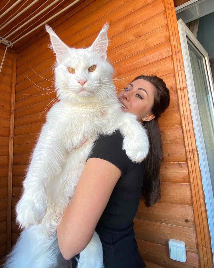 A woman carrying white maine coon