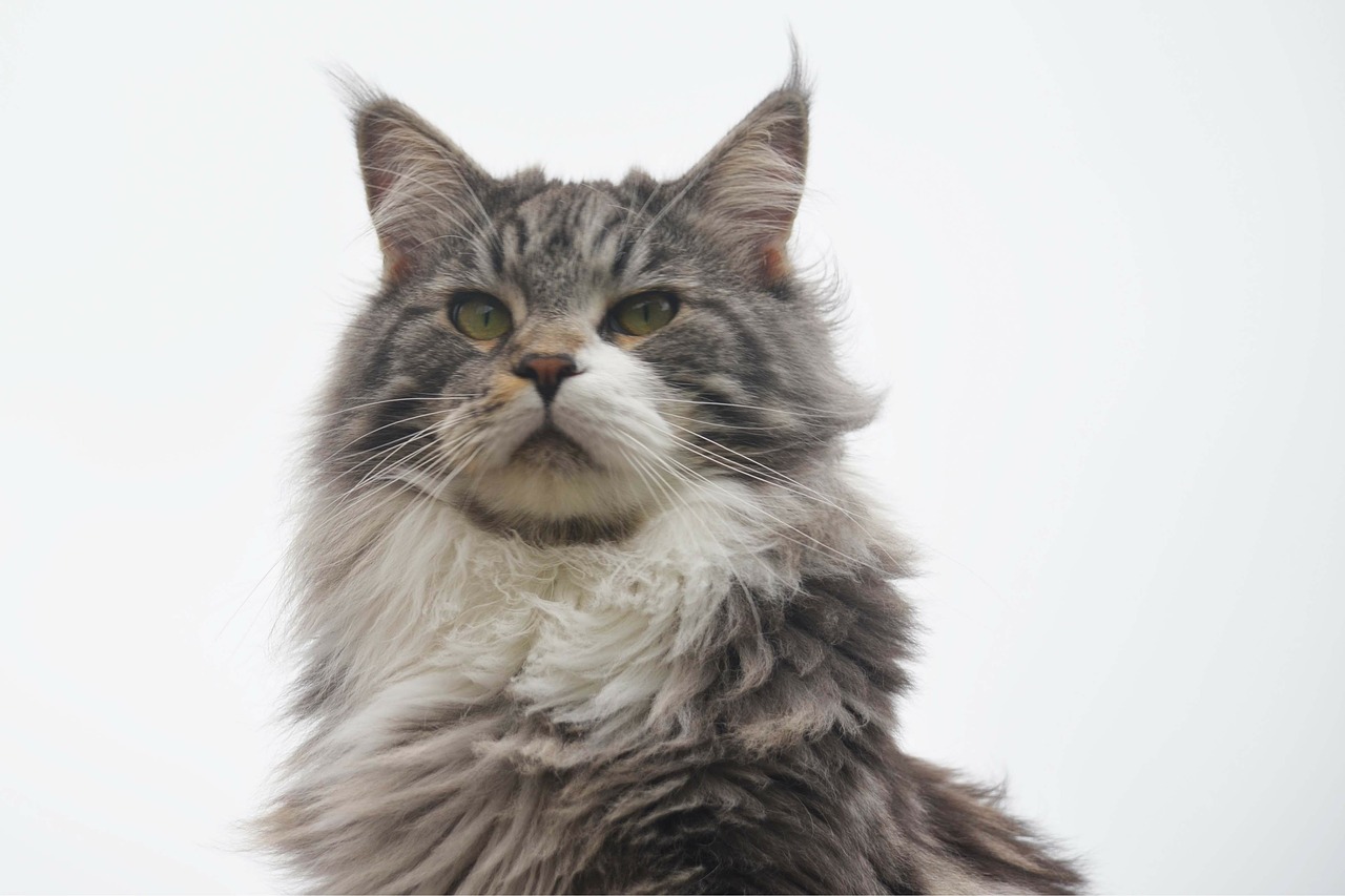 Image of Maine coon cat head