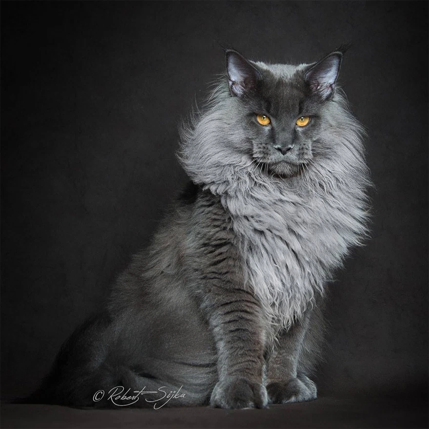 A giant Maine coon cat siting on the floor