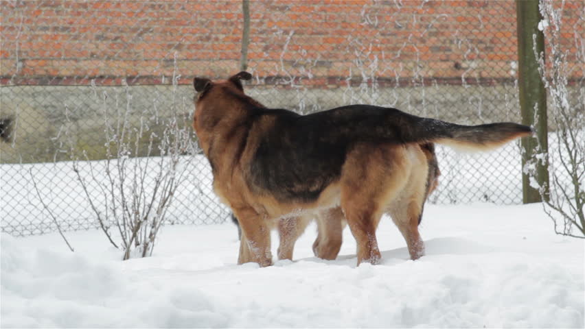 breed of german shepherd in winter time