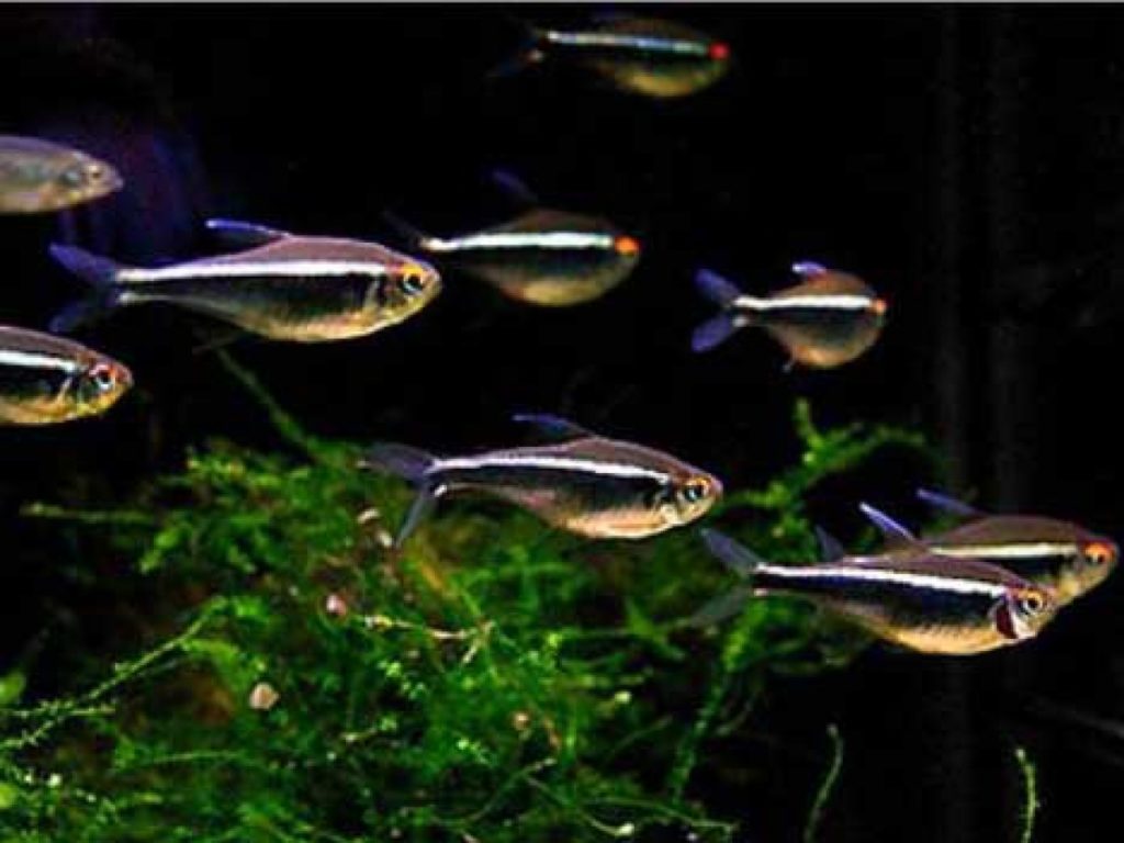 The black neon tetra fish