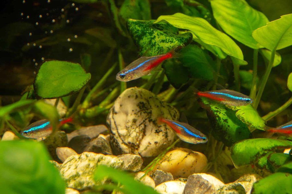 breeding site for black neon tetra fish