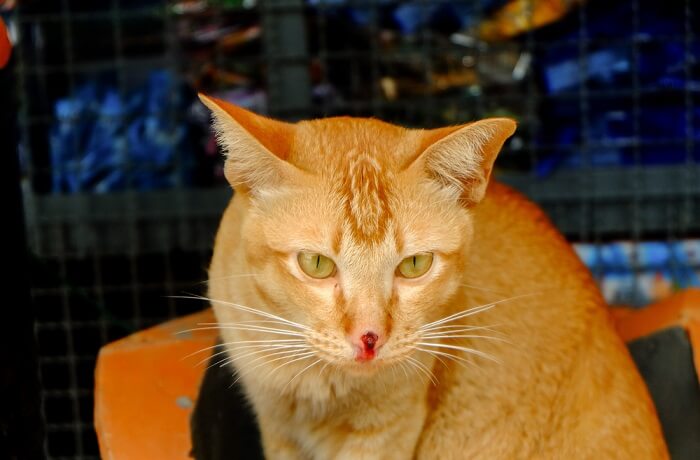 A cat suffering from osteomyelitis with blood on its nose