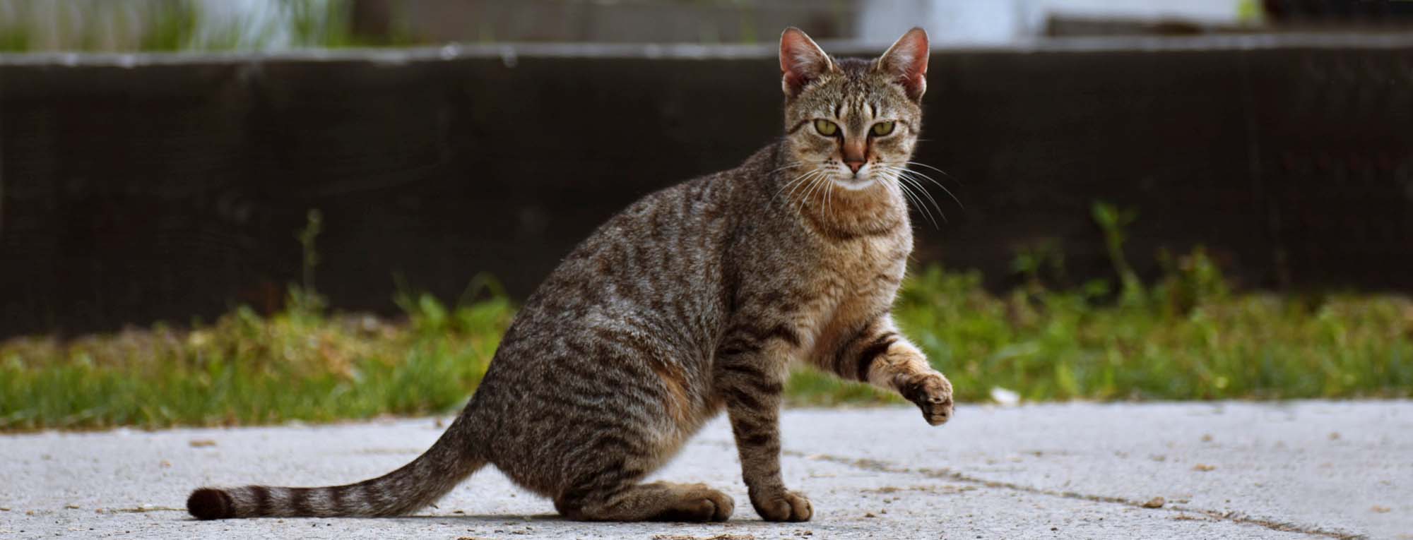 A cat limping due to osteomyelitis