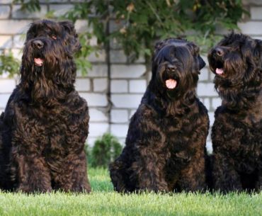 Black Russian terrier dogs breed siting on the ground