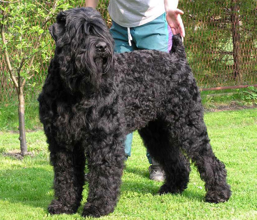 A black russian terrier being played with