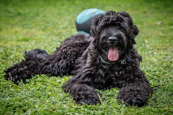 A black russian terrier lying down on the grass