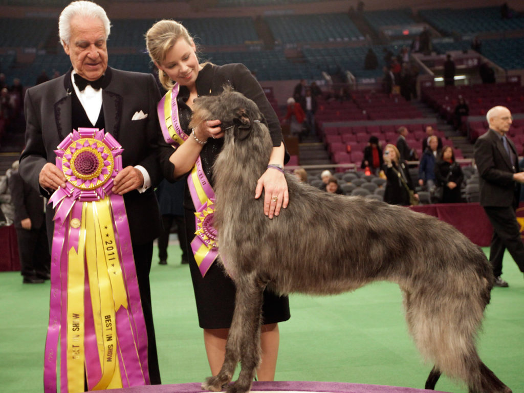 Scottish deerhound standing beside two people to receive award