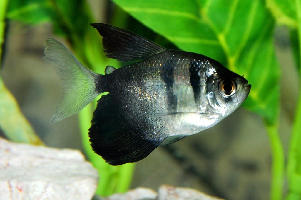 Black skirt tetra fish navigating through the water