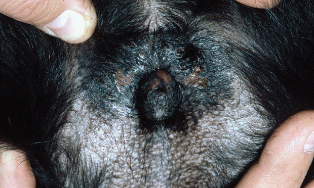 urinary tract infection affecting the scrotum sac of a dog
