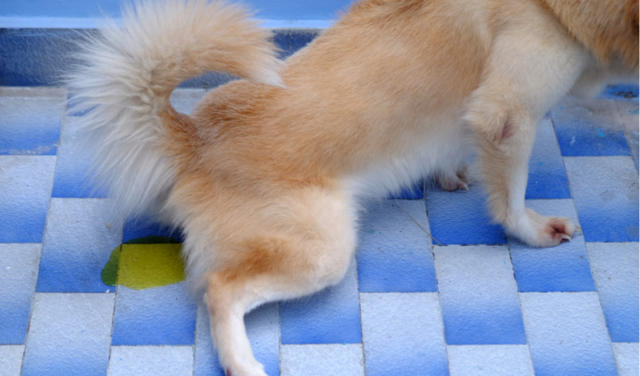 A dog urinating on the floor due to urinary tract infection