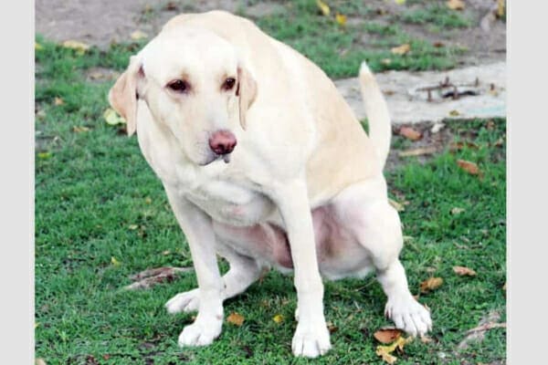 A dog suffering from urinary tract infection urinating on the ground