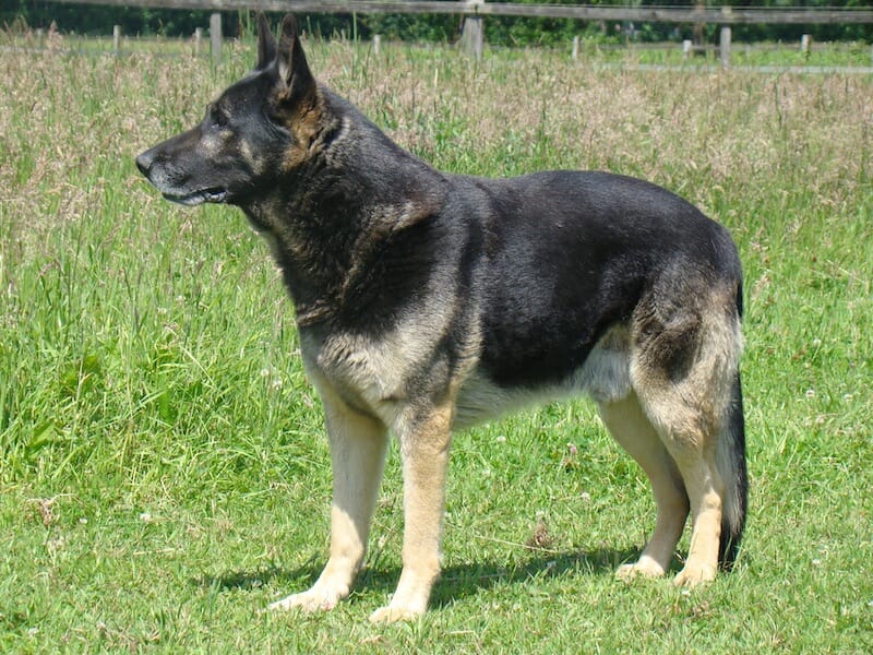 Akita shepherd breed standing on the field