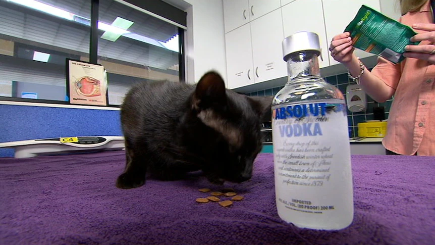 Antifreeze in cats iis been caused by taking alcohol