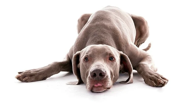 A dog lying down due to Ataxia in dogs infection