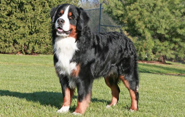 A Bernese dog standing at the backyard 