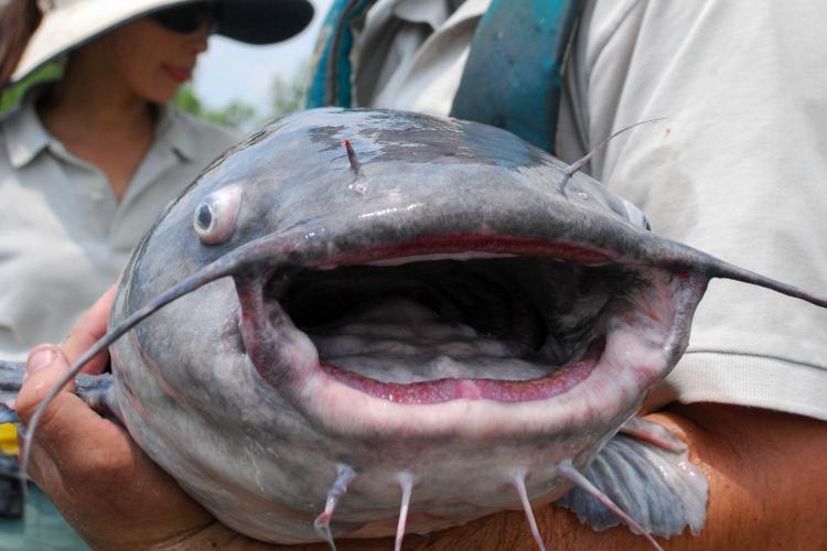 Image of a blue catfish mouth open