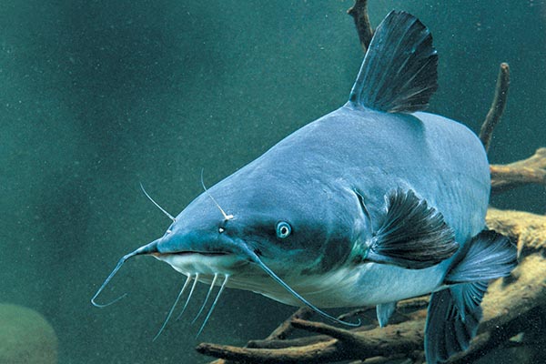 A blue catfish navigating through the water