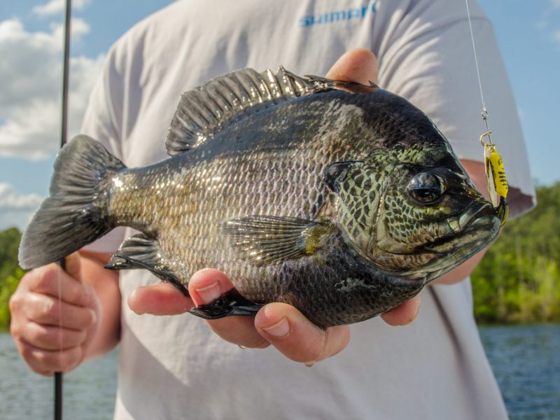 Bluegill fish being carry by a man