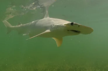 Bonnethead fish swimming in the water