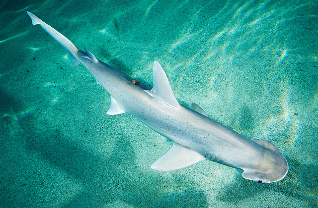 Bonnethead fish during spawning period