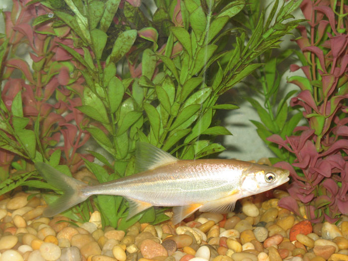 Bonytail fish in its habitat