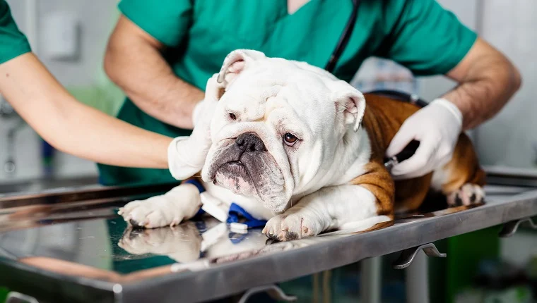 A dog with canine cancer undergoing treatment