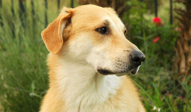 Chinook dog breed image