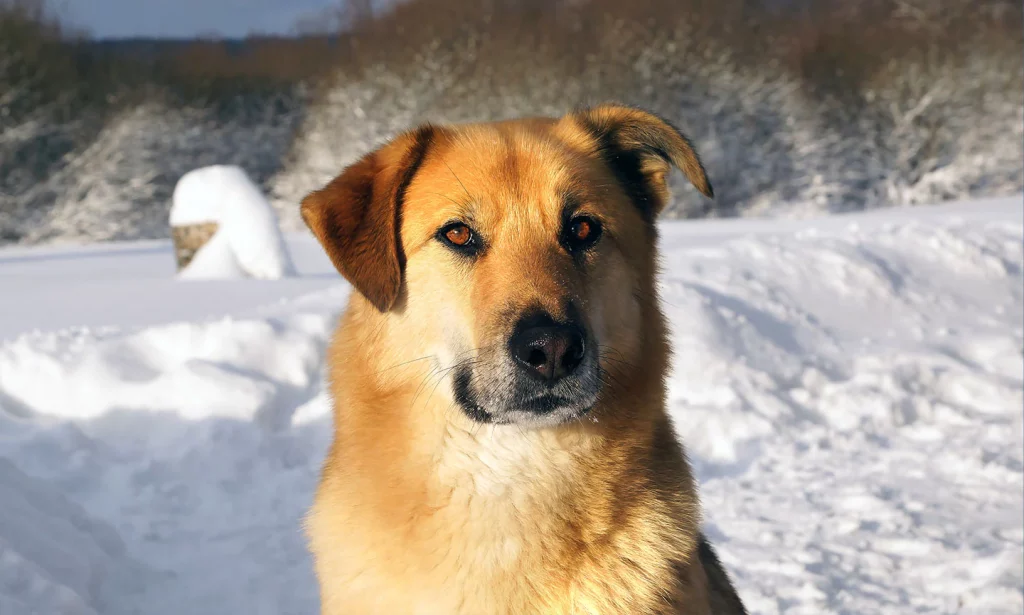 chinook dog breed in an icy area