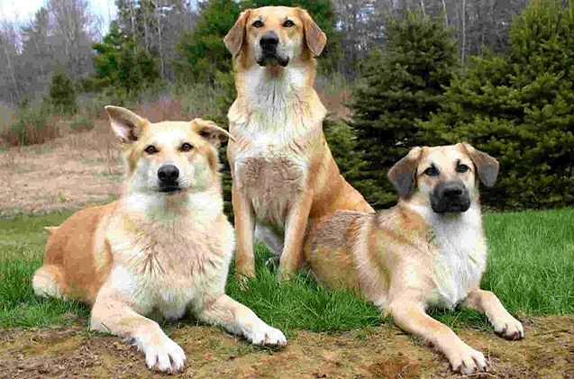 chinook dog breed together