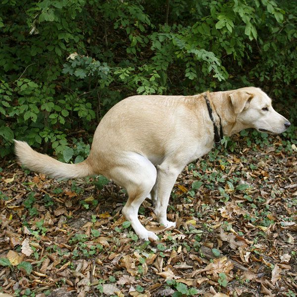 The dog is defecating beside the bush and straining due to constipation