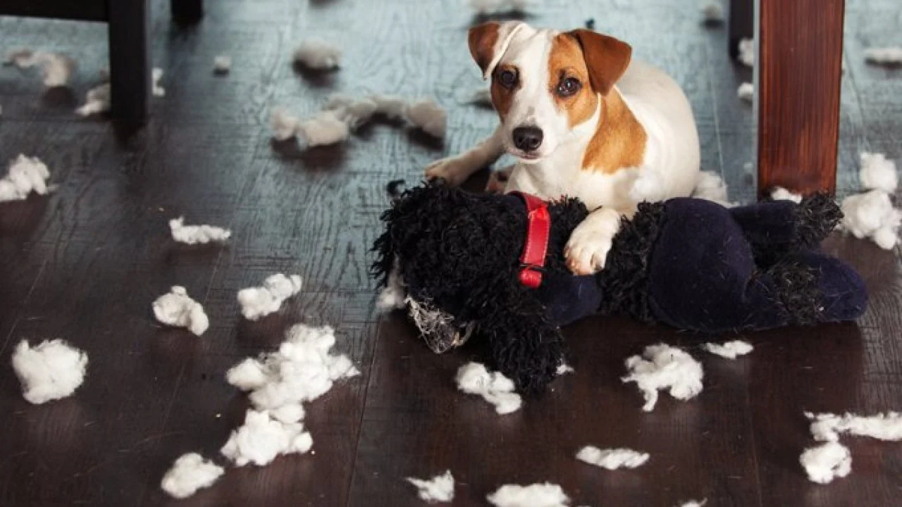 destructive behavior in dogs affecting the dogs