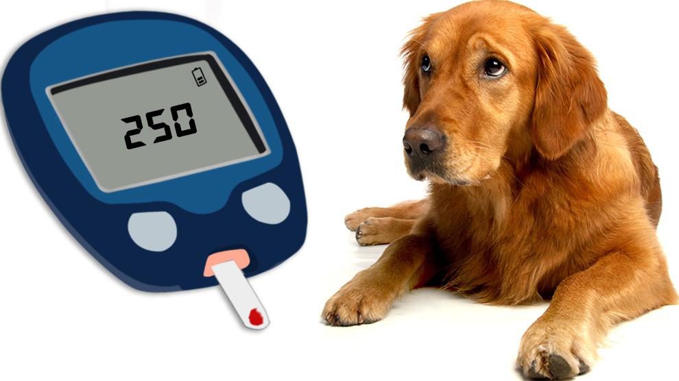 A dog with glucometer to check for diabetes in dogs