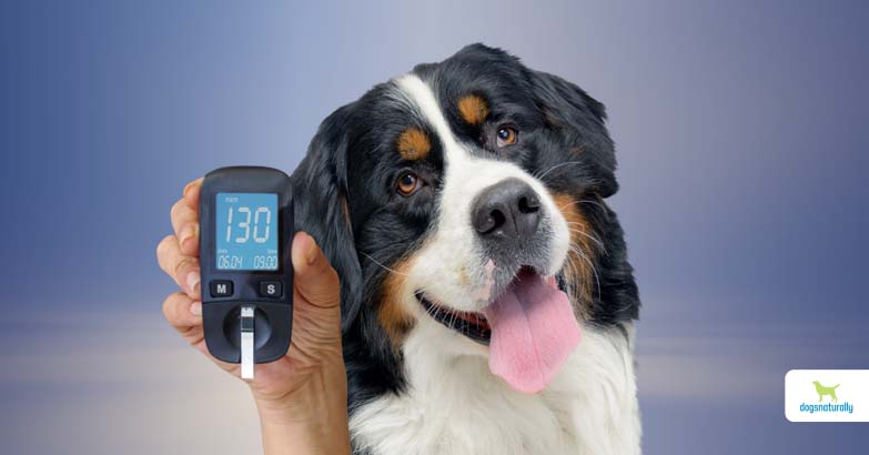 A dog undergoing test for diabetes
